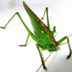 Tips for writing emails … Avoid P-E-S-T (and other advice)